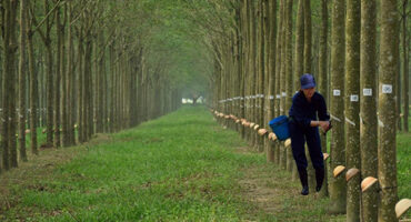 Bảo hiểm cây cao su