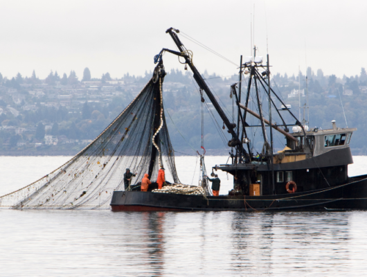 Các loại bảo hiểm tàu thủy phổ biến hiện nay